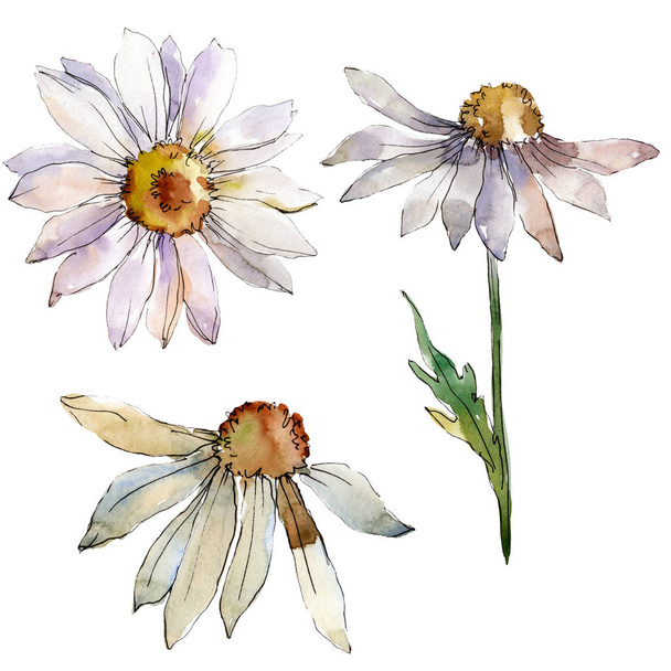 Μαργαρίτα λευκό floral βοτανικό λουλούδι. Ακουαρέλα φόντο εικόνα σύνολο. Απομονωμένη μαργαρίτες εικονογράφηση στοιχείο. - Φωτογραφία, εικόνα