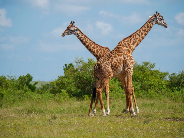Reticulated giraffe couple in a Kenya - Photo, Image
