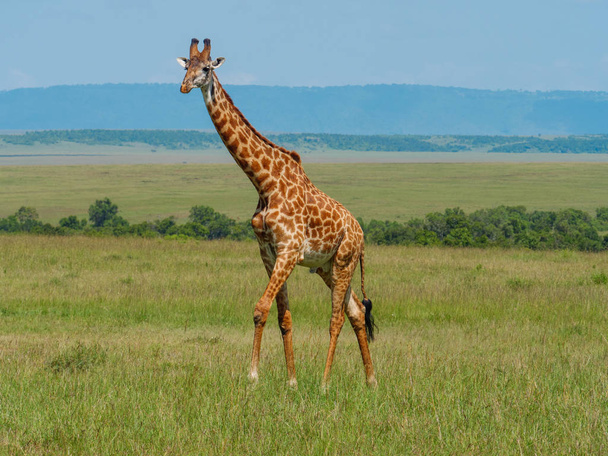 Сітчасті жирафа в в Кенії - Фото, зображення