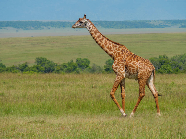 Reticulated giraffe in a Kenya - Photo, Image
