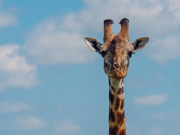 Žirafa síťovaná v Keni - Fotografie, Obrázek