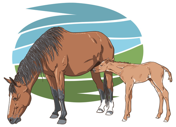 Mare feeding her foal - Vector, Image