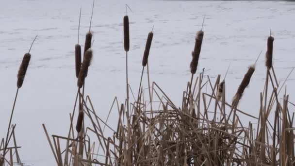 Trockenes Schilf entlang des gefrorenen Stausees im Winter. - Filmmaterial, Video