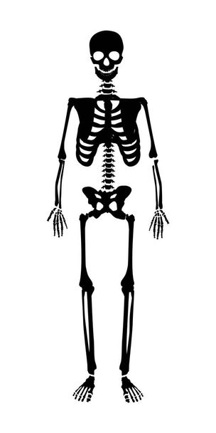 Skeleton human anatomy. Raster halloween black skeleton isolated on white. - Foto, imagen
