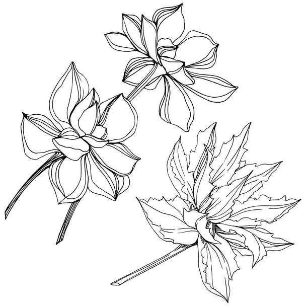 Διάνυσμα ζούγκλα βοτανικό χυμώδεις λουλούδι. Μαύρο και άσπρο χαραγμένο μελάνι τέχνης. Απομονωμένη παχύφυτα εικονογράφηση στοιχείο. - Διάνυσμα, εικόνα