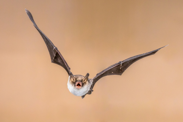 Flying Natterer's bat (Myotis nattereri) action shot of hunting animal on bright brown background. This species is medium sized with distictive white belly, nocturnal and insectivorous and found in Europe and Asia. - Photo, Image