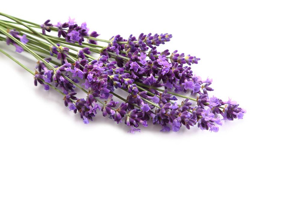 Bouquet of lavender  on a white  background. - Foto, afbeelding