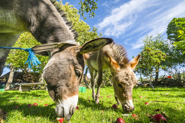 Donkeys eating red apples from a lawn in a rural environment - Photo, Image