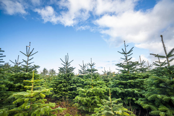 plantation de pins avec de petits arbres de couleur verte sous un ciel bleu
 - Photo, image