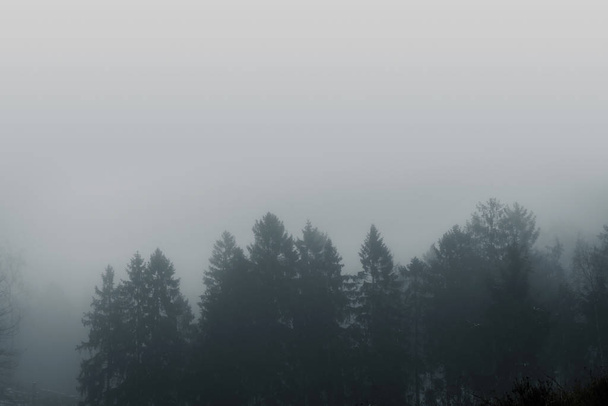 Misty forest scenery with pine treetops covered with fog in a moody moment - Fotoğraf, Görsel