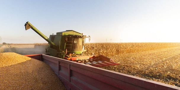 verser le grain de maïs dans la remorque du tracteur après récolte - Photo, image