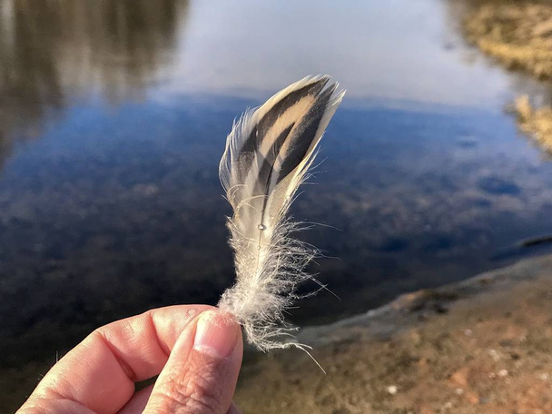 άτομο που κρατά φτερό σε φόντο λίμνης - Φωτογραφία, εικόνα