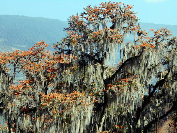 met oranje kleuren is dit een prachtig voorbeeld van tropische flora - Foto, afbeelding