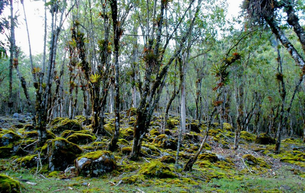 een verloren forest waar lopen te verdwalen - Foto, afbeelding