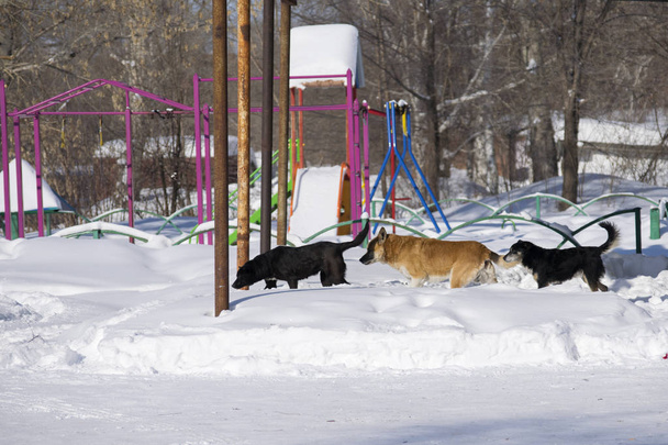 trois chiens errants courent près de l'aire de jeux
 - Photo, image
