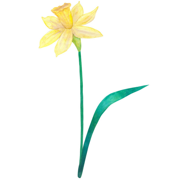 Narcissus. Yellow flower. Watercolor hand drawn illustration. Isolated on white background. - Foto, afbeelding