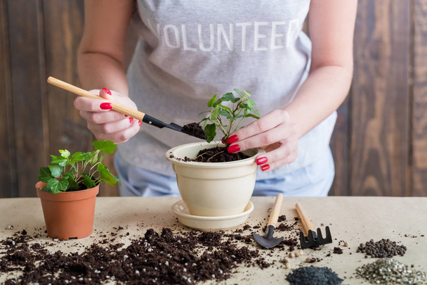 volunteer gardening lifestyle seedling germination - Fotó, kép