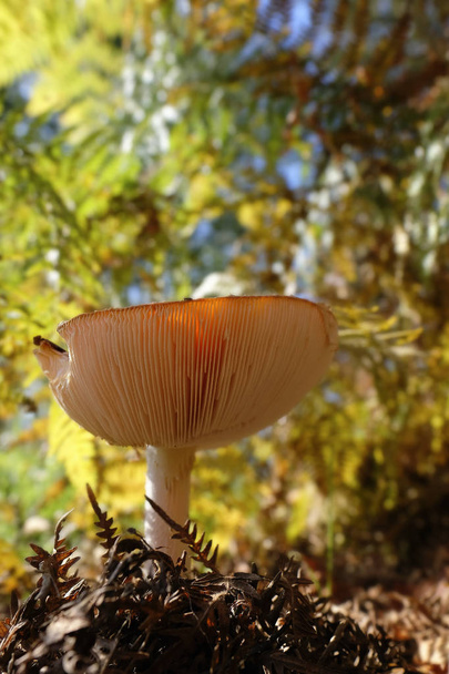 Fly agaric with light-flooded mushroom hat - shot with a view under the mushroom hat - macro shot - Photo, Image