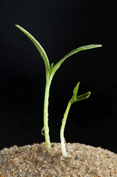 Арбузный росток на черном фоне
 - Фото, изображение