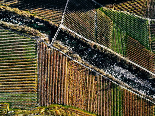 Widok z lotu ptaka pól winnicy zimą w Włochy. Zobacz fron powyżej - Zdjęcie, obraz