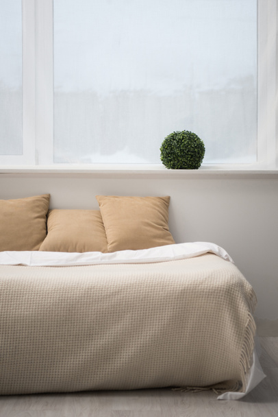 bedroom with brown pillows and white blanket on empty bed, plant - Foto, immagini