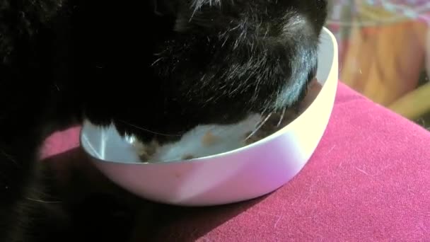 Чорна кішка, що годує свого домашнього улюбленця харчовою мискою м'яса для кота, крупним планом
. - Кадри, відео