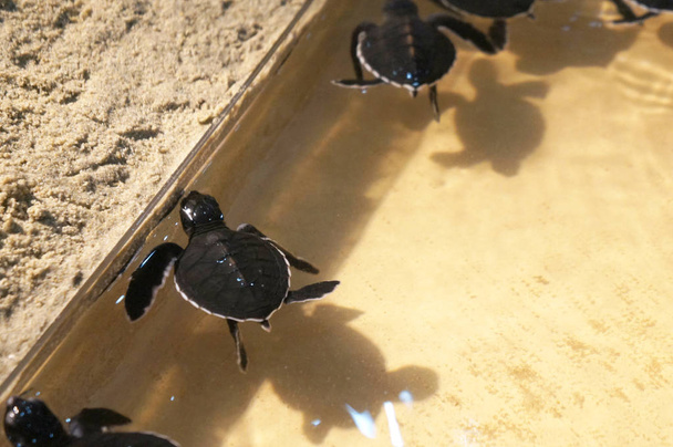Χελώνα μωρό κρατά στο ενυδρείο αναπαραγωγής. Αυτά τα μικρά χελωνάκια θα πρέπει να παρακολουθούνται για την ανάπτυξη πριν κυκλοφορήσει στη θάλασσα. - Φωτογραφία, εικόνα
