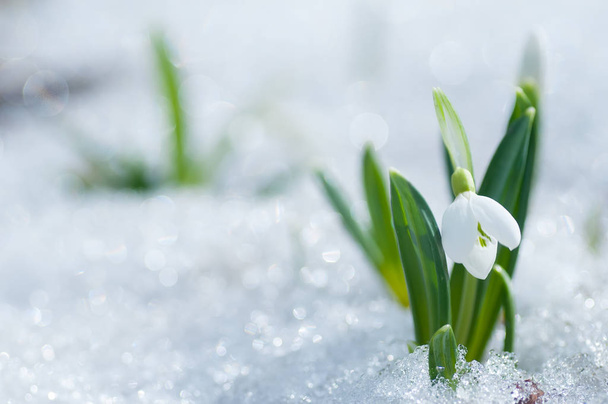 Красива квітка снігу, що росте на снігу в ранньому весняному лісі. Ніжні весняні квіти снігоходи з утеплювачами символізують прихід весни
 - Фото, зображення