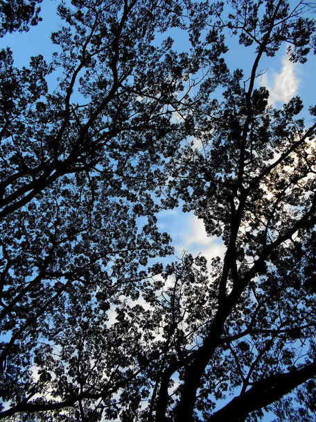 ветви деревьев против подсветки
 - Фото, изображение