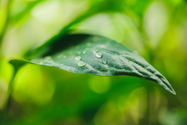 Green leaf with water drops - Фото, изображение
