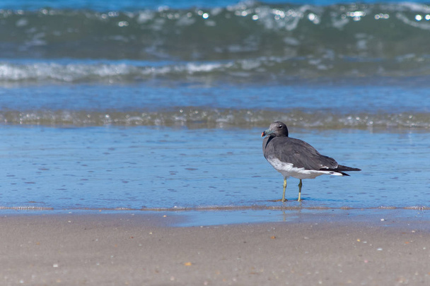 A Sooty Gull de pé na praia perto das ondas (larus hemprichii
). - Foto, Imagem
