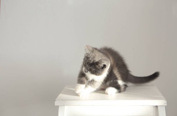 Roztomilé koťátko britská krátkosrstá na vhodné židli s sluneční světlo - Fotografie, Obrázek