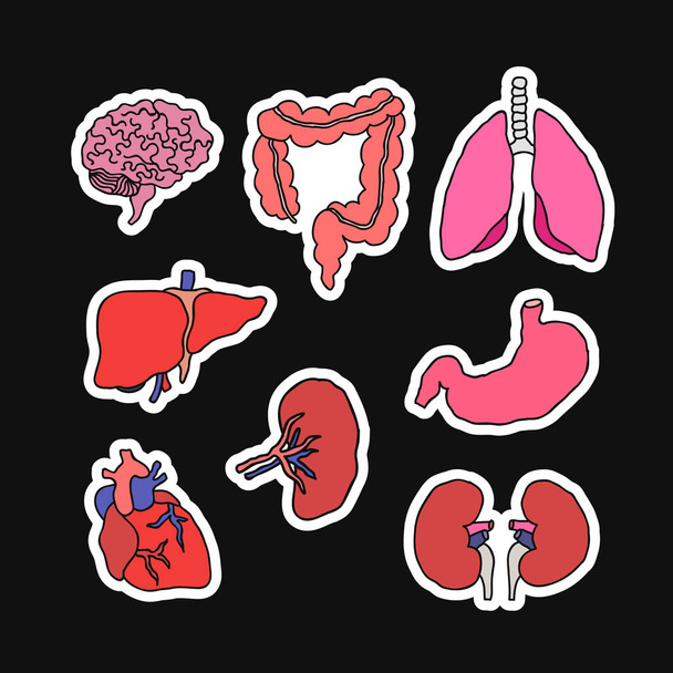 menselijke organen doodle pictogrammen - Vector, afbeelding