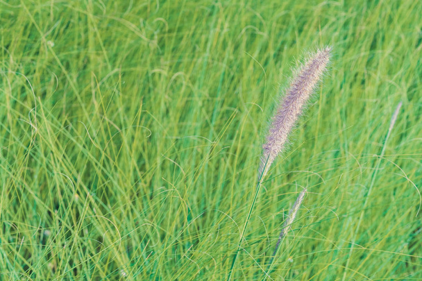 Природа. Цветок африканского фонтана расцветает на расплывчатом травяном поле
 - Фото, изображение