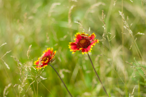 Belle fleur sauvage de couverture indienne dans un champ sauvage d'été
 - Photo, image