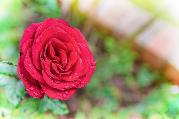 Крупним планом червона троянда квітуча на гілці в квітковому саду для фону
 - Фото, зображення