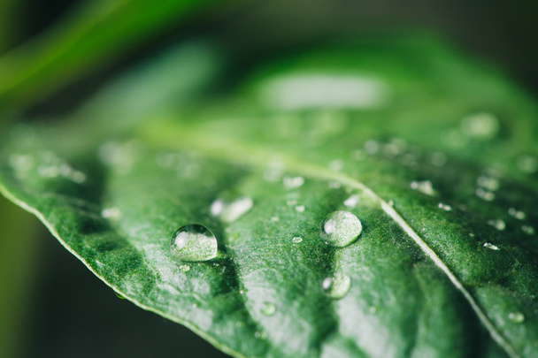 Green leaf with water drops - 写真・画像