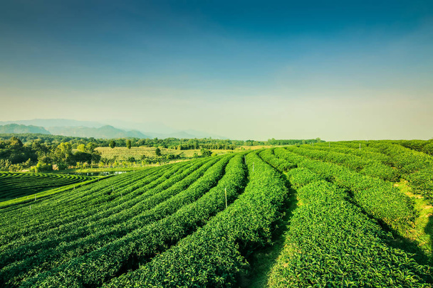 Zelený čaj zahradní krajina sunset hill pěstování - Fotografie, Obrázek