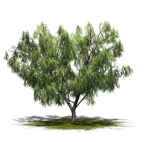 Hunaja Mesquite puu vihreällä alueella - eristetty valkoisella pohjalla
 - Valokuva, kuva