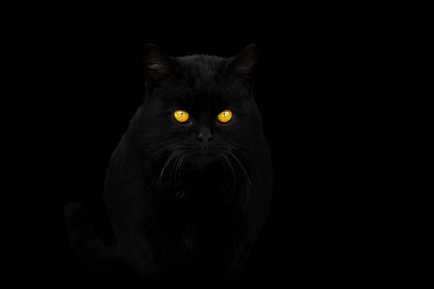 zwarte kat op zwarte achtergrond - Foto, afbeelding