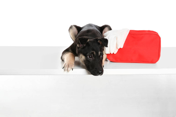 Lindo cachorro con kit de primeros auxilios sobre fondo blanco
 - Foto, Imagen