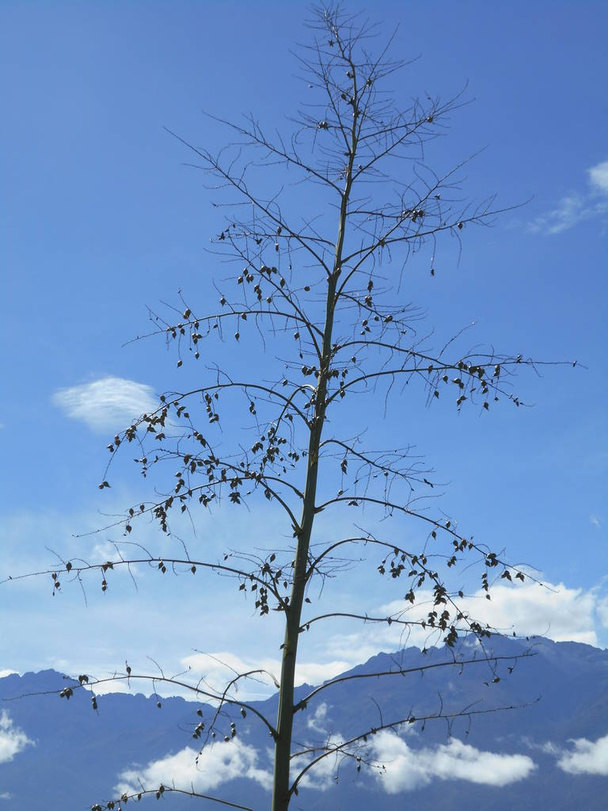 Цветок агавы - это стебель, который растет в центре растения и достигает больших высот.
 - Фото, изображение