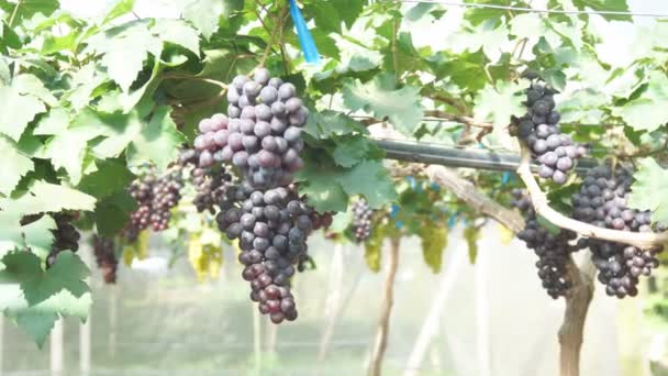 uvas rojas en el jardín - Metraje, vídeo