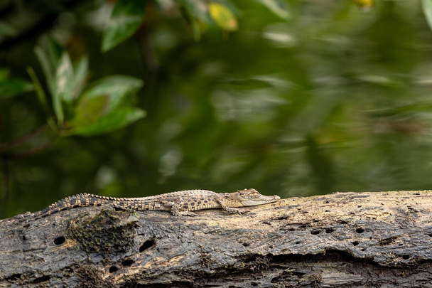 A small saltwater crocodile rests on tree trunk in Sungei Buloh wetland reserve. - Фото, зображення