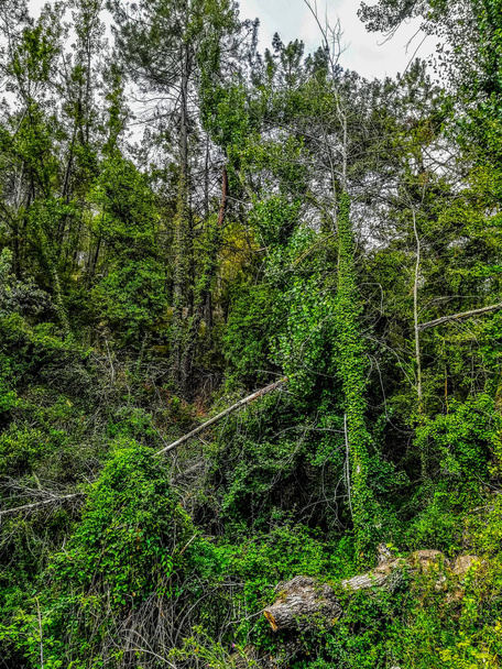 Contexte de petits arbres avec des plantes grimpantes très vertes à Segorbe
 - Photo, image