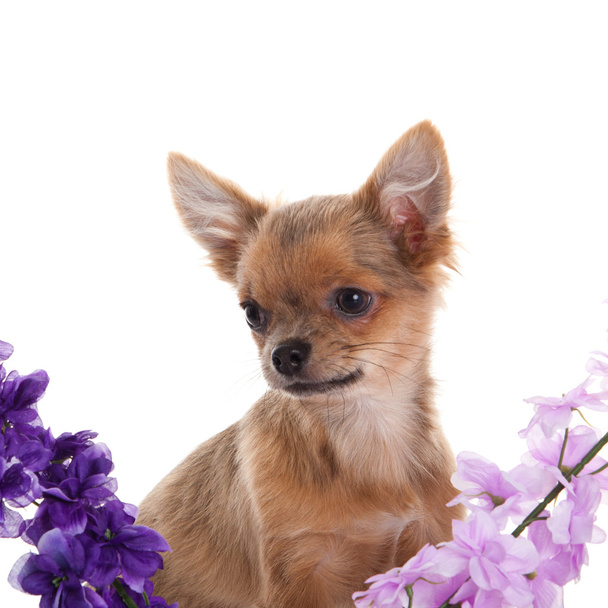 chihuahua dog with flowers on white background. - Фото, зображення