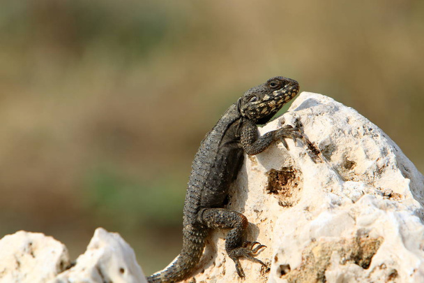 el lagarto se sienta en una roca y toma el sol
  - Foto, Imagen