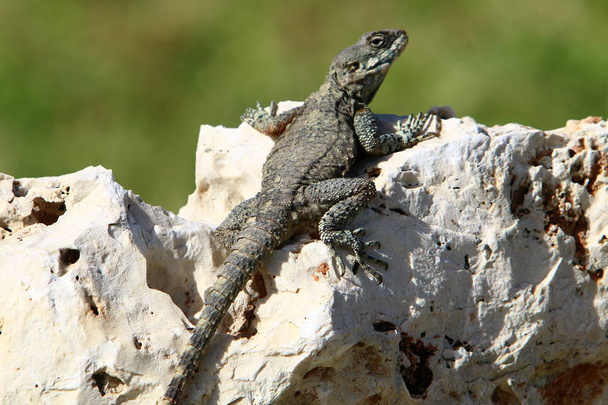 the lizard sits on a rock and basks in the sun  - Photo, Image
