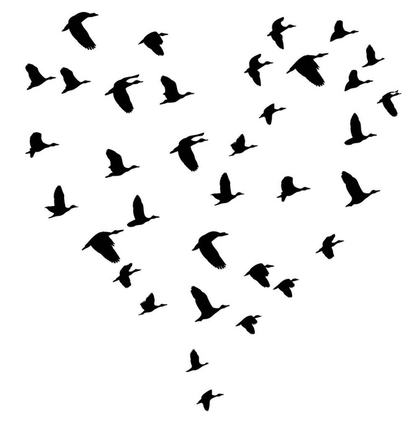 ilustración vectorial de aves voladoras. naturaleza, trasfondo del mundo animal. corazón abstracto
.  - Vector, imagen
