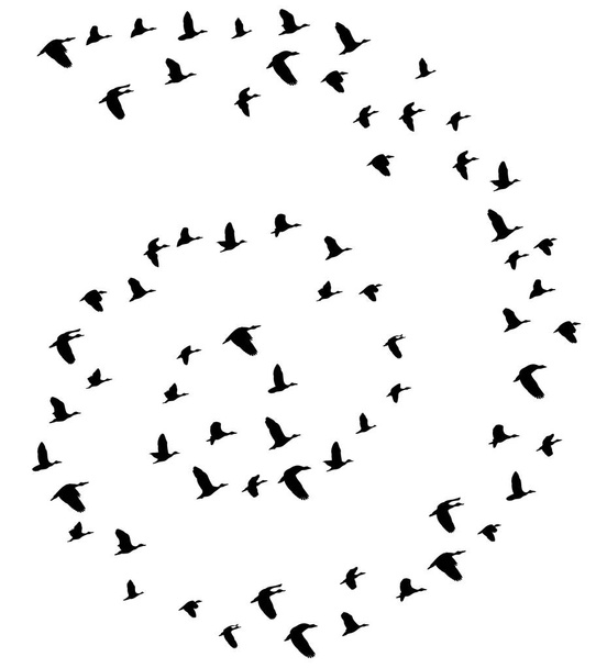 ベクトル飛ぶ鳥のイラスト。自然、動物の世界背景. - ベクター画像